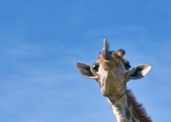 Laugh Out Loud: Hilarious Birthday Quotes to Brighten Your Day